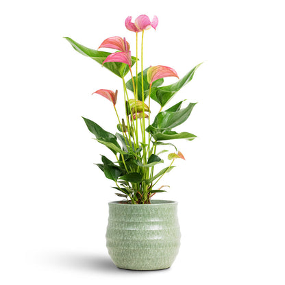 Devon Plant Pot - Olive Honeycomb