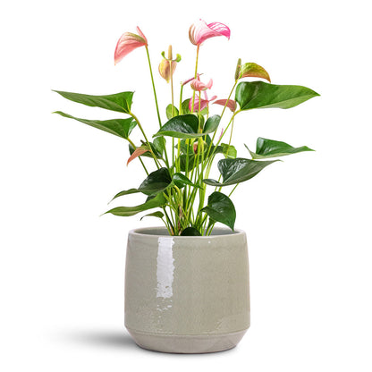 Common Plant Pot - Shiny Olive