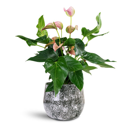 Emmie Metal Pot - Mystic Grey