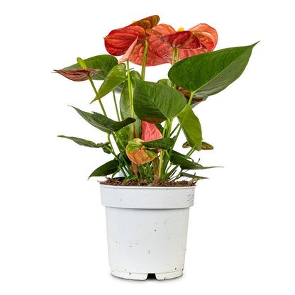 Anthurium - Flamingo Flower - Orange Champion