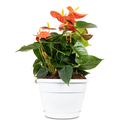 Anthurium - Flamingo Flower - Orange Champion