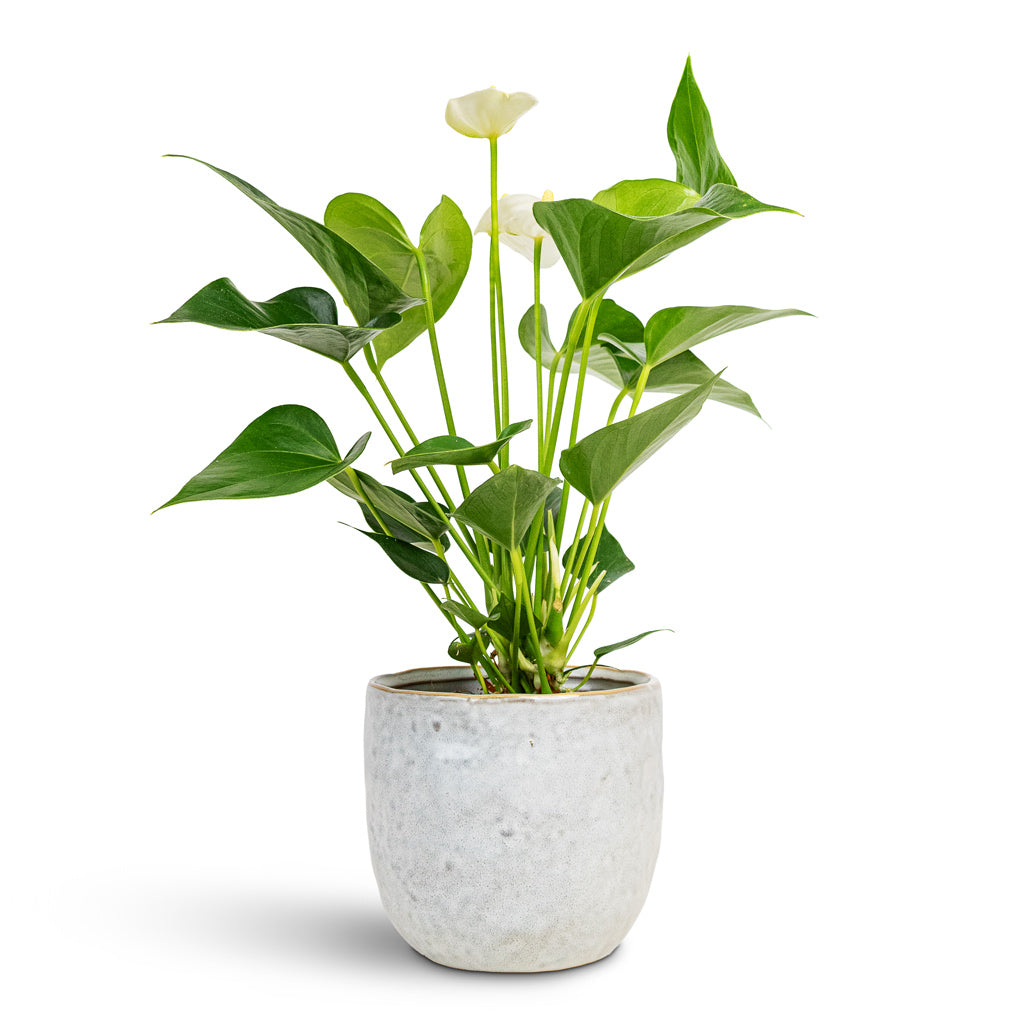 Anthurium - Flamingo Flower - White Champion