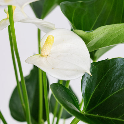 Anthurium - Flamingo Flower - White Champion