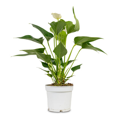 Anthurium - Flamingo Flower - White Champion