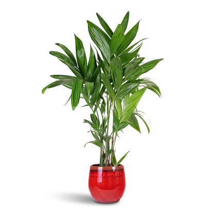 Areca triandra - Wild Areca Palm