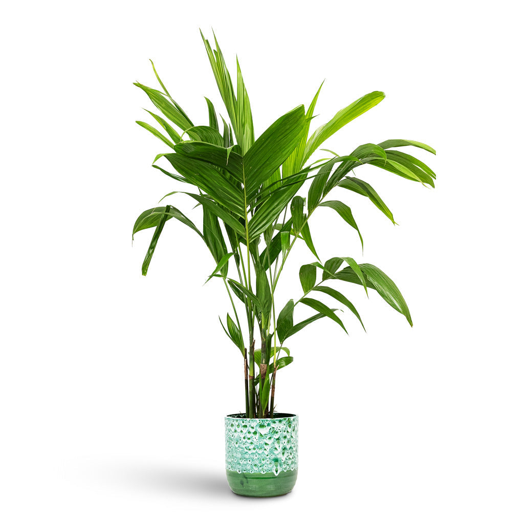Areca triandra - Wild Areca Palm