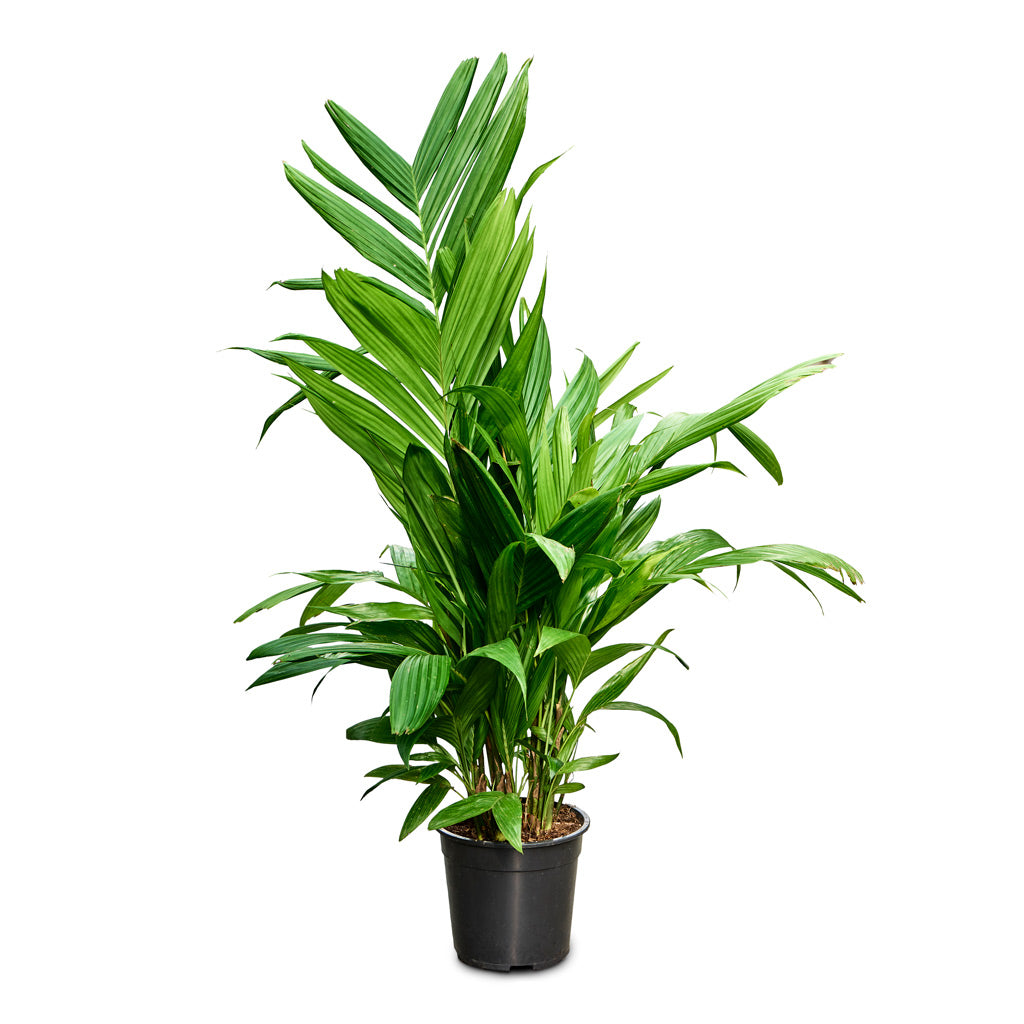 Areca triandra - Wild Areca Palm