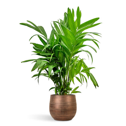 Joey Plant Pot - Shiny Copper