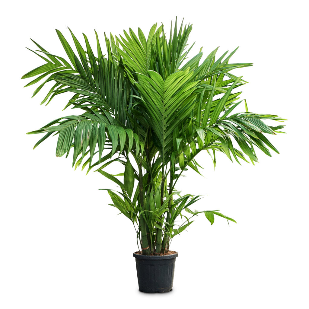Areca triandra - Wild Areca Palm