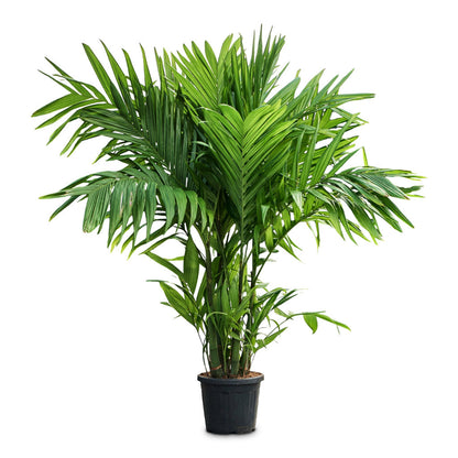 Areca triandra - Wild Areca Palm