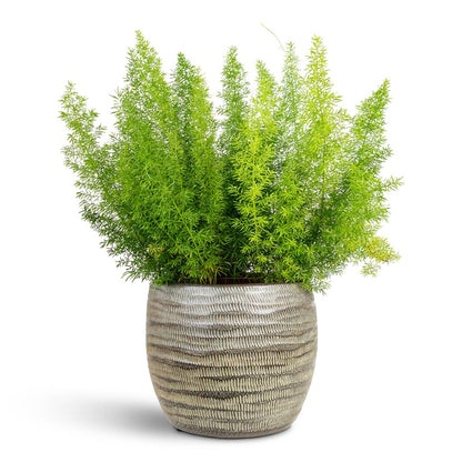 Manuel Plant Pot - Shiny Thyme