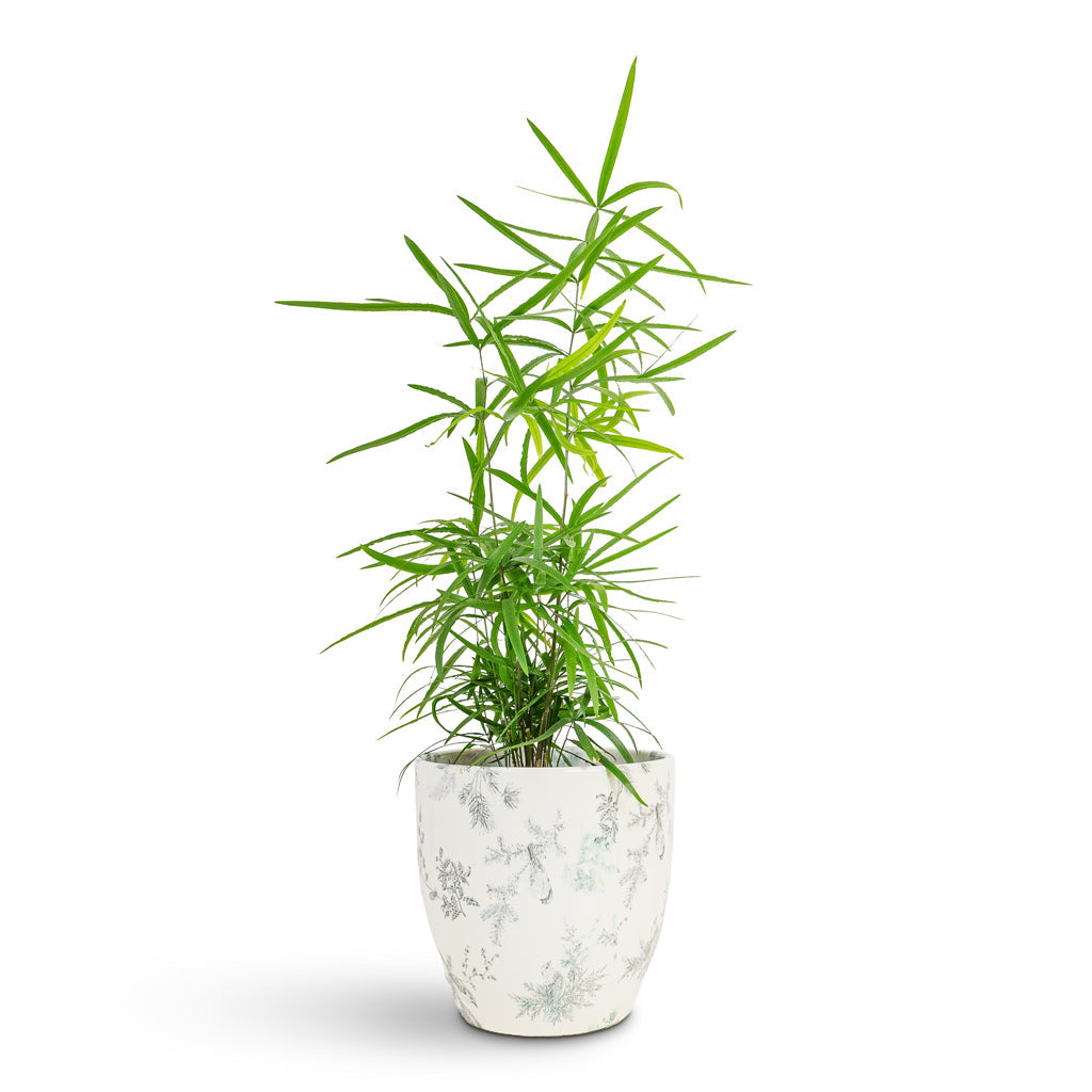 Monza Plant Pot - Vintage Bird