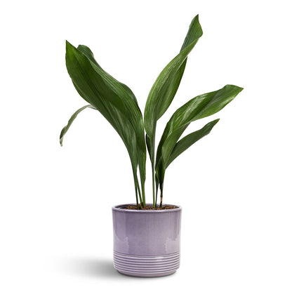 Munich Plant Pot - Grey Gloss