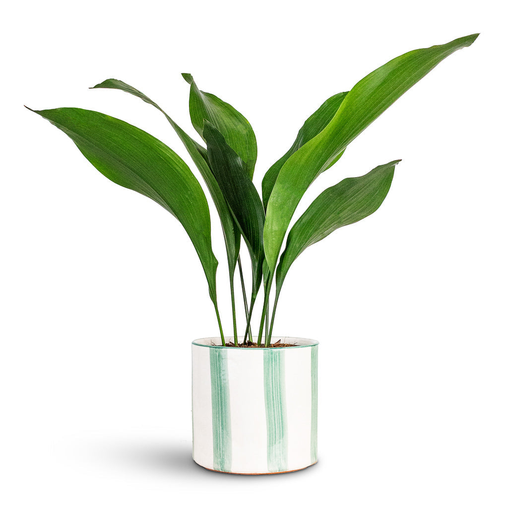 Paros Painted Plant Pot - Green Stripe