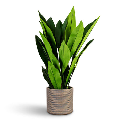 Aspidistra - Cast Iron - Potted - Artificial