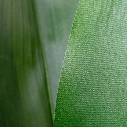 Aspidistra - Cast Iron - Potted - Artificial