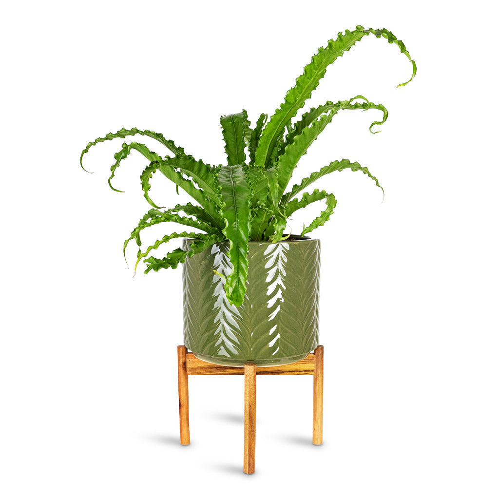 Aspen Chevron Plant Pot with Wooden Stand - Olive