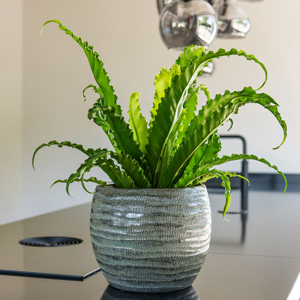 Manuel Plant Pot - Shiny Thyme