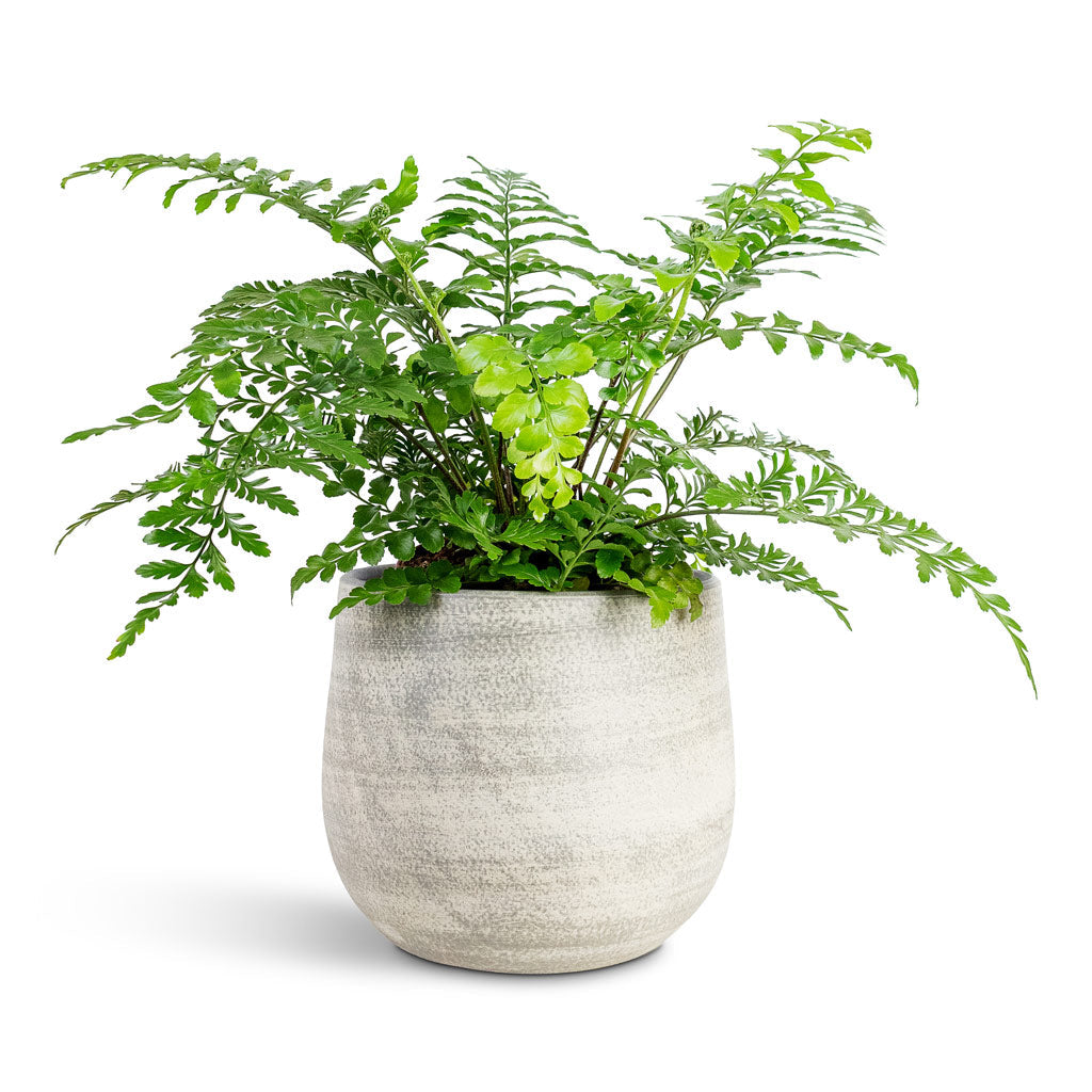 Esra Plant Pot - Concrete