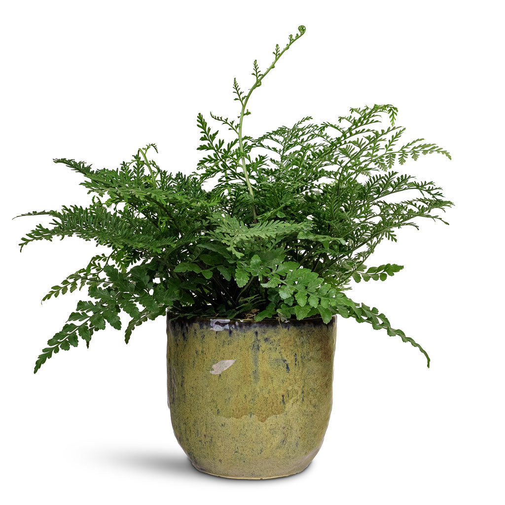 Brian Plant Pot - Marrakesh