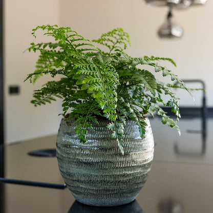 Manuel Plant Pot - Shiny Thyme