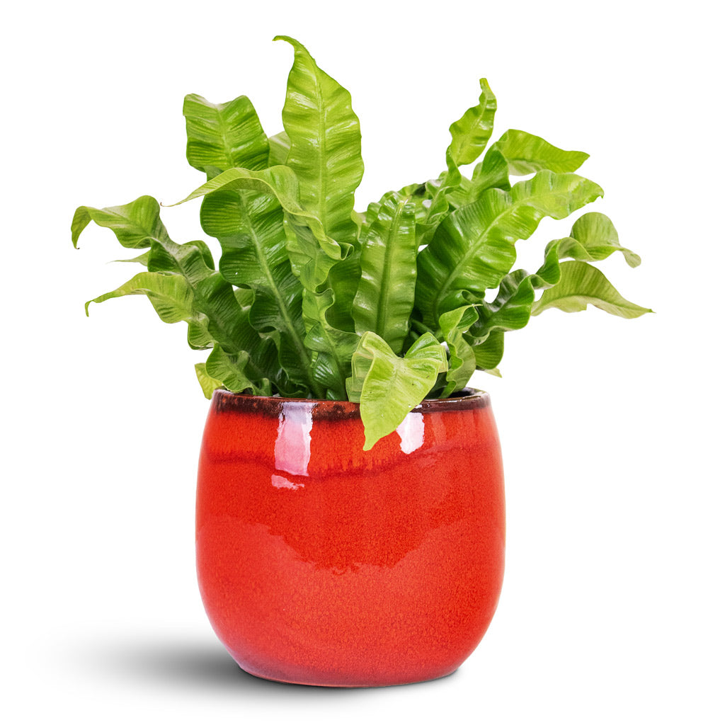 Charlotte Plant Pot - Red