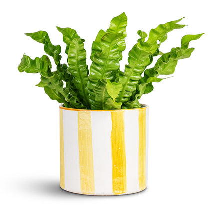 Paros Painted Plant Pot - Yellow Stripe