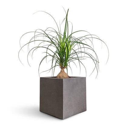 Grigio Cube Planter  - Large Plant Display