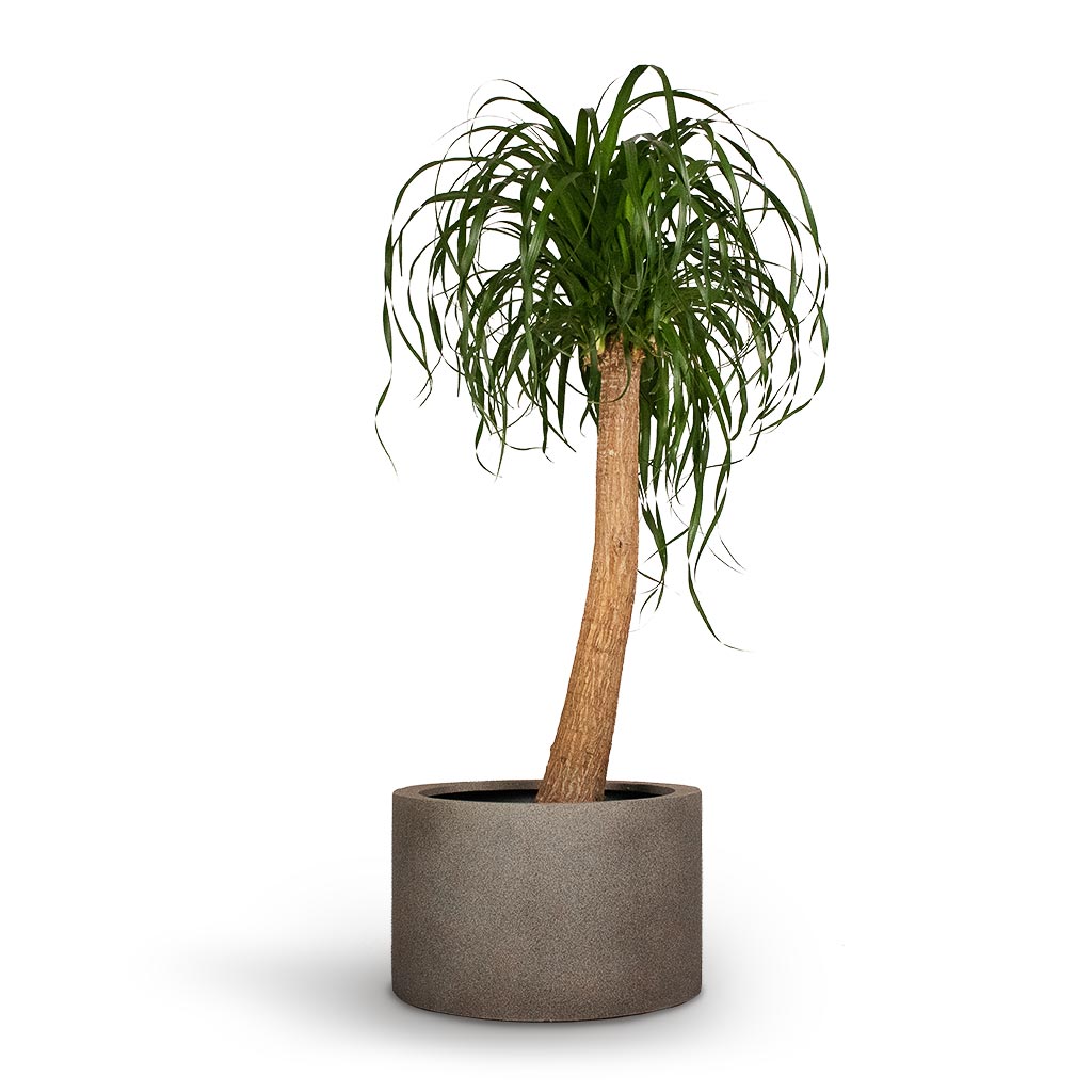 Grigio Cylinder Planter - Large Plant Display
