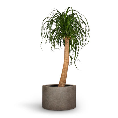 Grigio Cylinder Planter - Large Plant Display