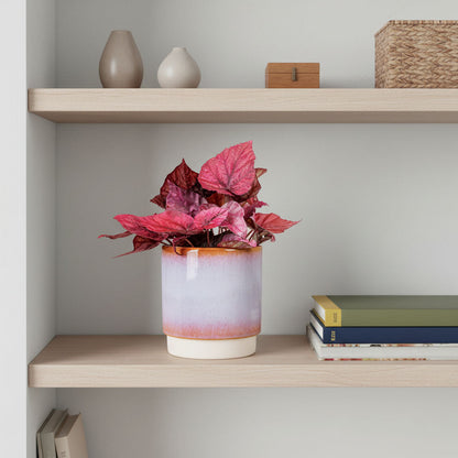 Begonia BD Rex - Inca Flame