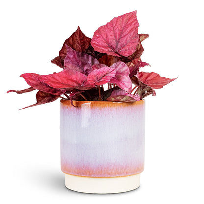Begonia BD Rex - Inca Flame