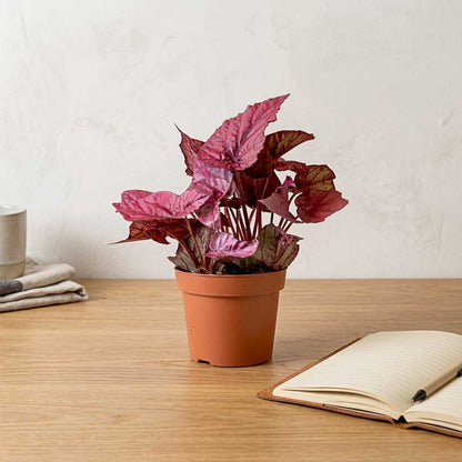 Begonia BD Rex - Inca Flame