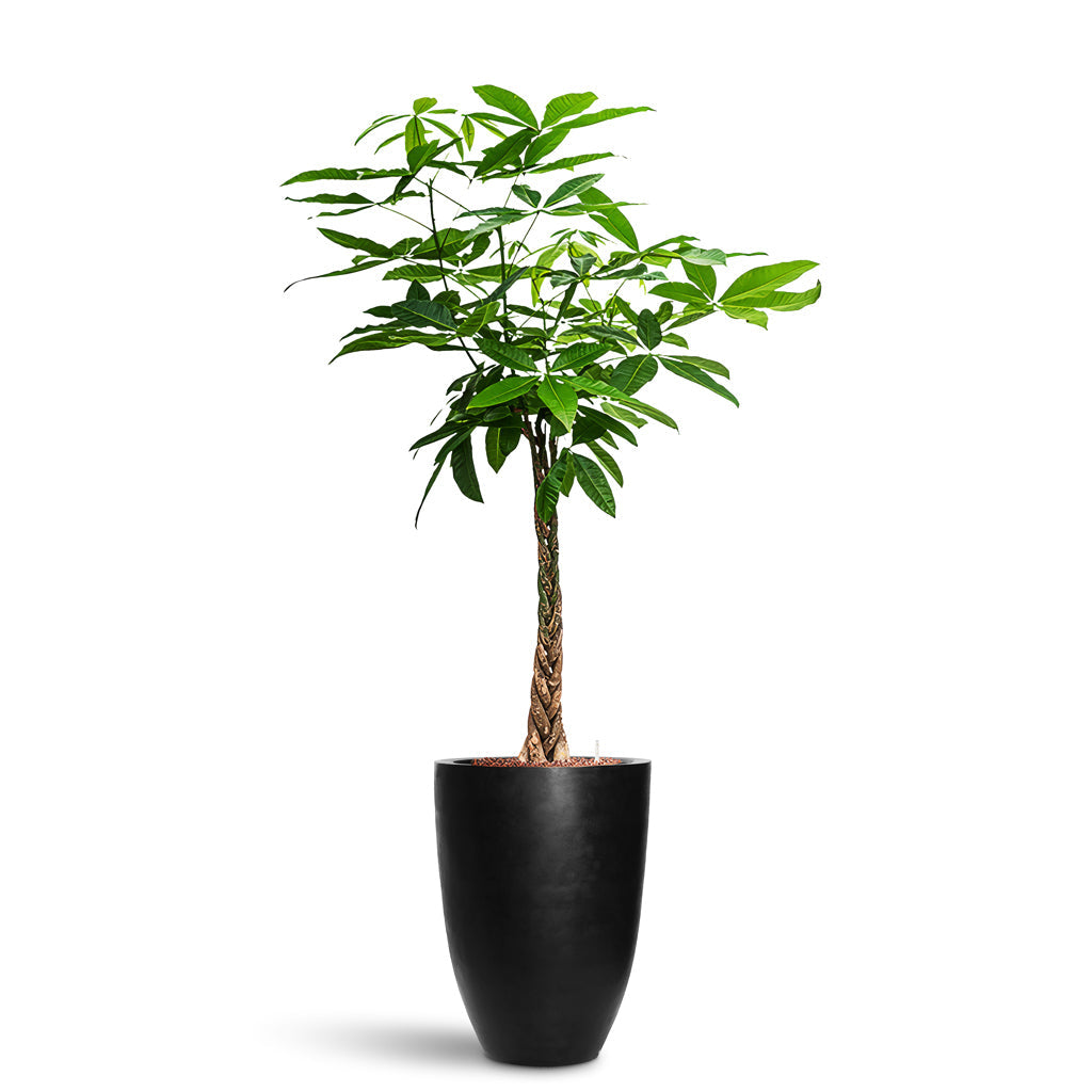 Ben Natural Planter - XL Plant Display