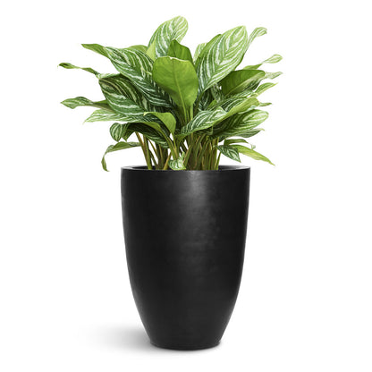 Ben Natural Planter - Large Plant Display