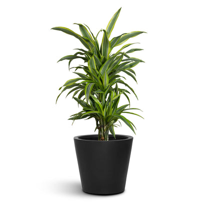Bucket Natural Planter - XL Plant Display
