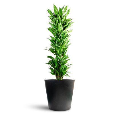 Bucket Natural Planter - XL Plant Display