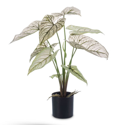 Caladium - Green White - Potted - Artificial