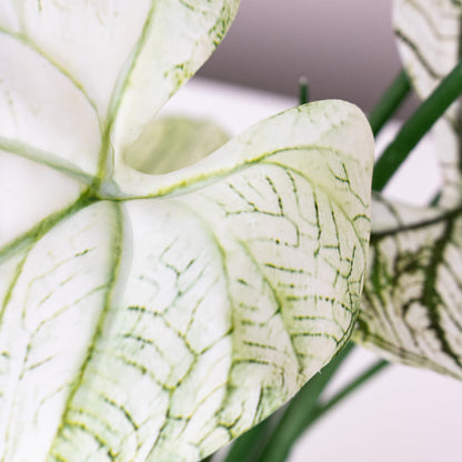 Caladium - Green White - Potted - Artificial