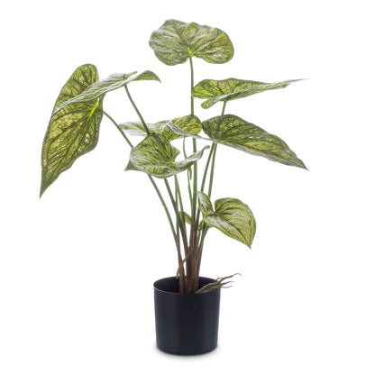Caladium - Green Yellow - Potted - Artificial