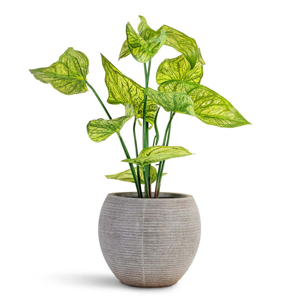 Caladium - Green Yellow - Potted - Artificial
