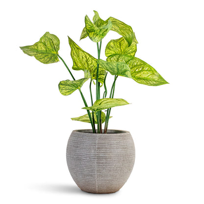 Caladium - Green Yellow - Potted - Artificial
