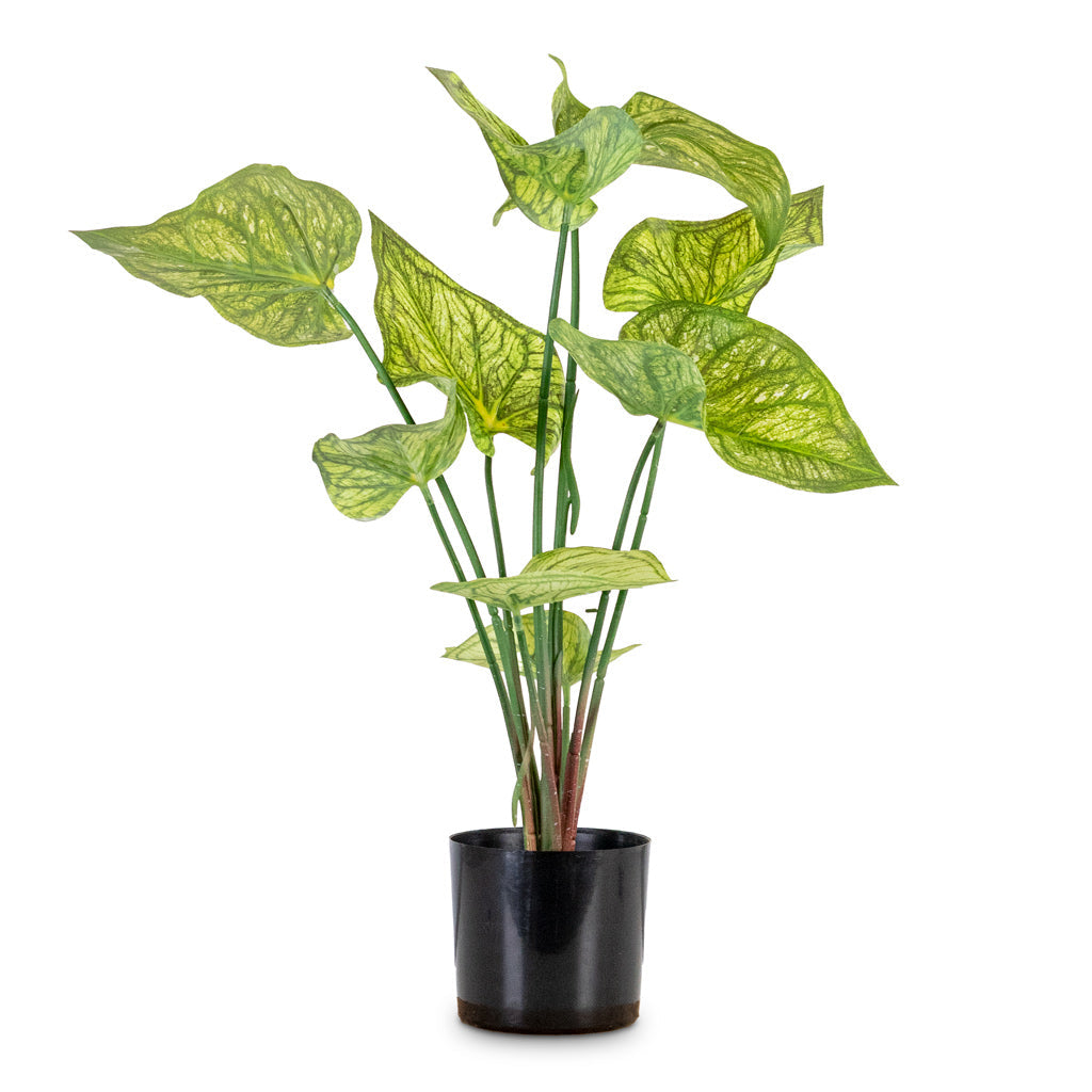Caladium - Green Yellow - Potted - Artificial