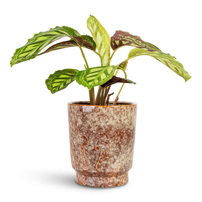 Porchini Glaze Plant Pot - Chestnut