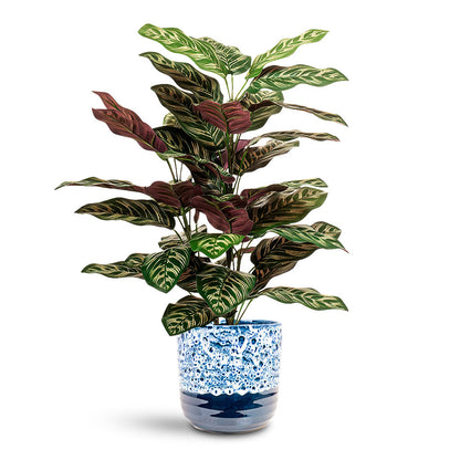 Calathea roseopicta Bush - Potted - Artificial