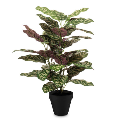 Calathea roseopicta Bush - Potted - Artificial