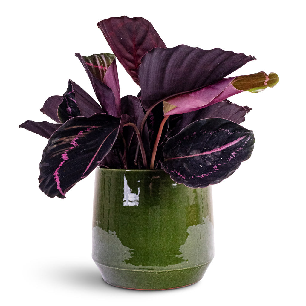 Common Plant Pot - Shiny Emerald
