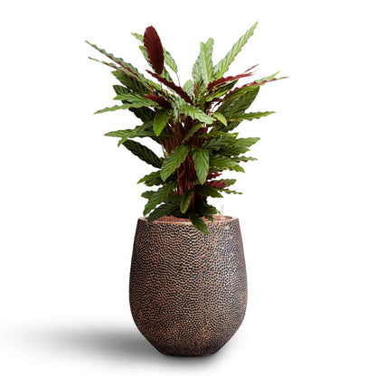 Opus Hit Darcy Planter - Large Plant Display
