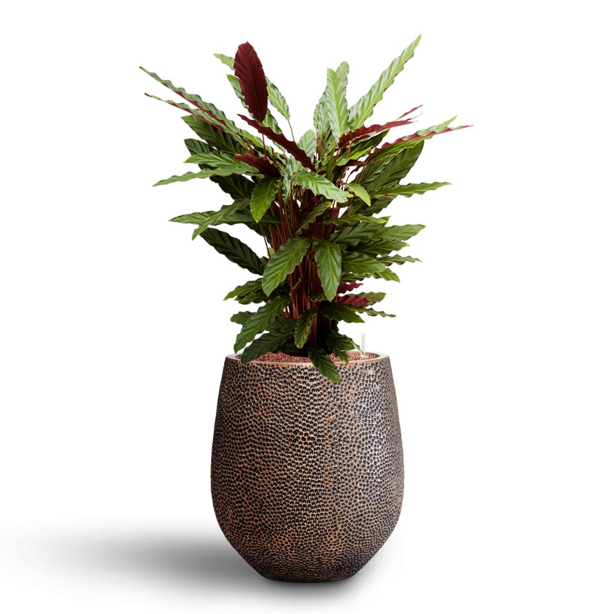 Opus Hit Darcy Planter - Large Plant Display