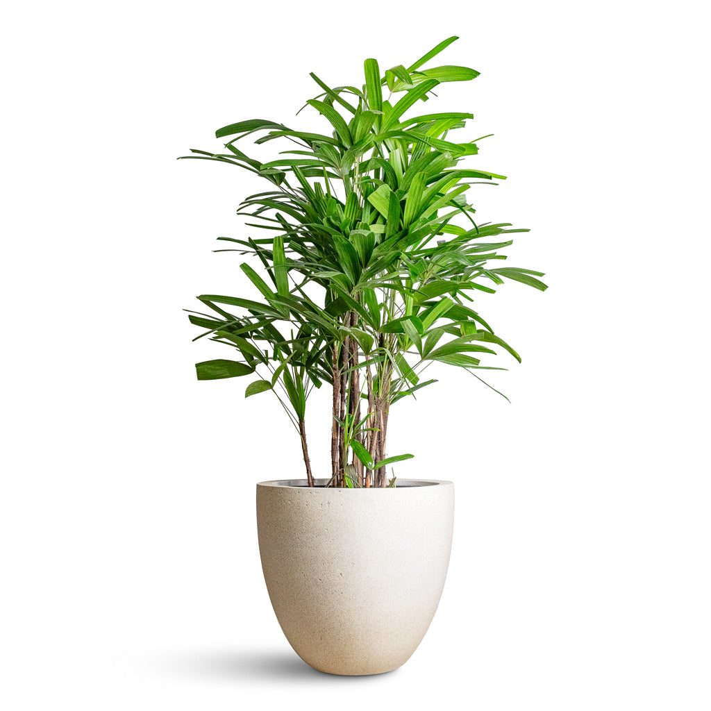 Grigio Egg Pot - Large Plant Display